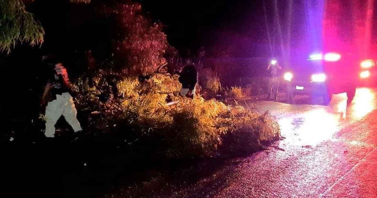 Tormenta deja árboles caídos