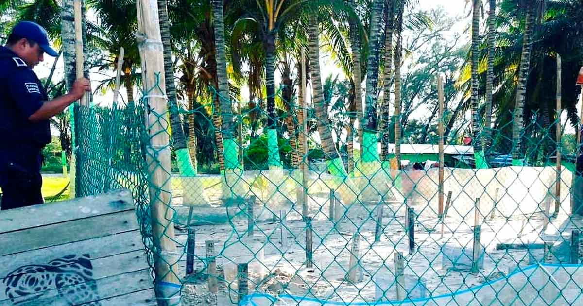 Urgen apoyos para protección de tortugas
