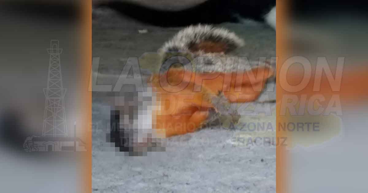 Ardillas mueren por falta de alimentación