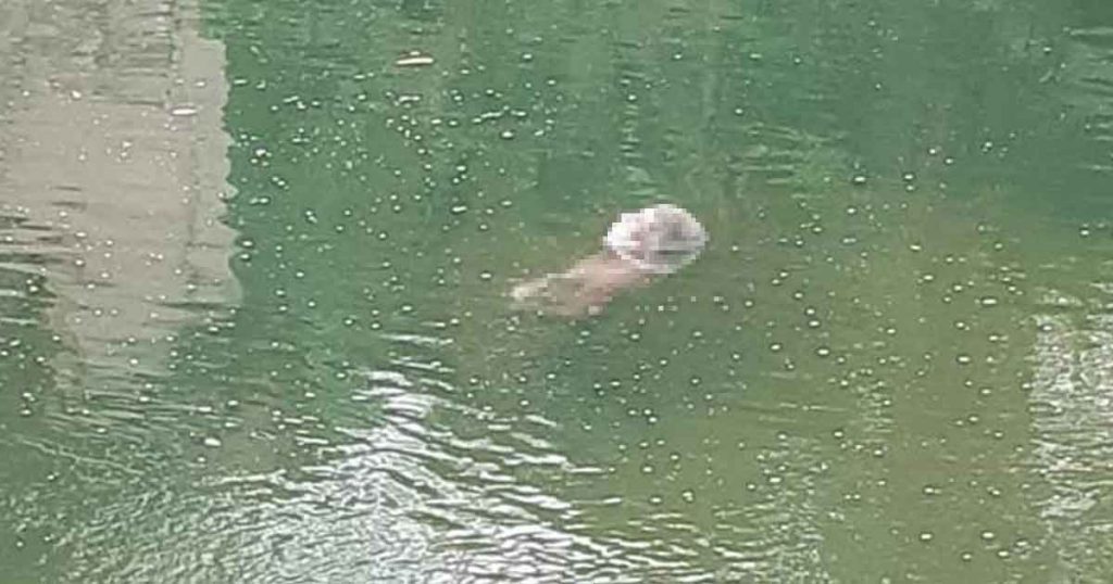 Lo encuentran flotando en un rio de Juchique de Ferrer