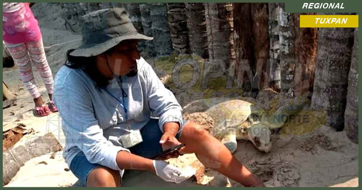 Lanzan campaña para adoptar tortugas
