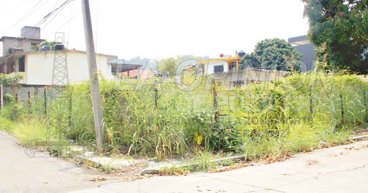 Lotes abandonados, peligro para personas por animales silvestres