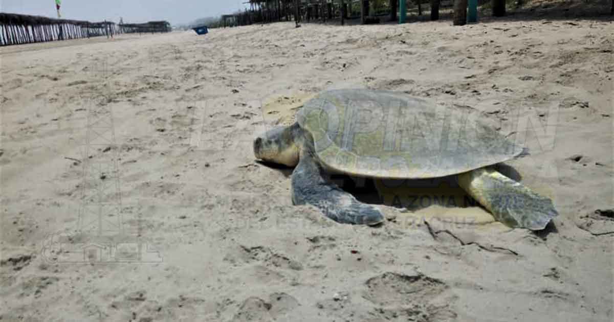 Esperan nacimiento de diez mil tortugas en temporada de anidación