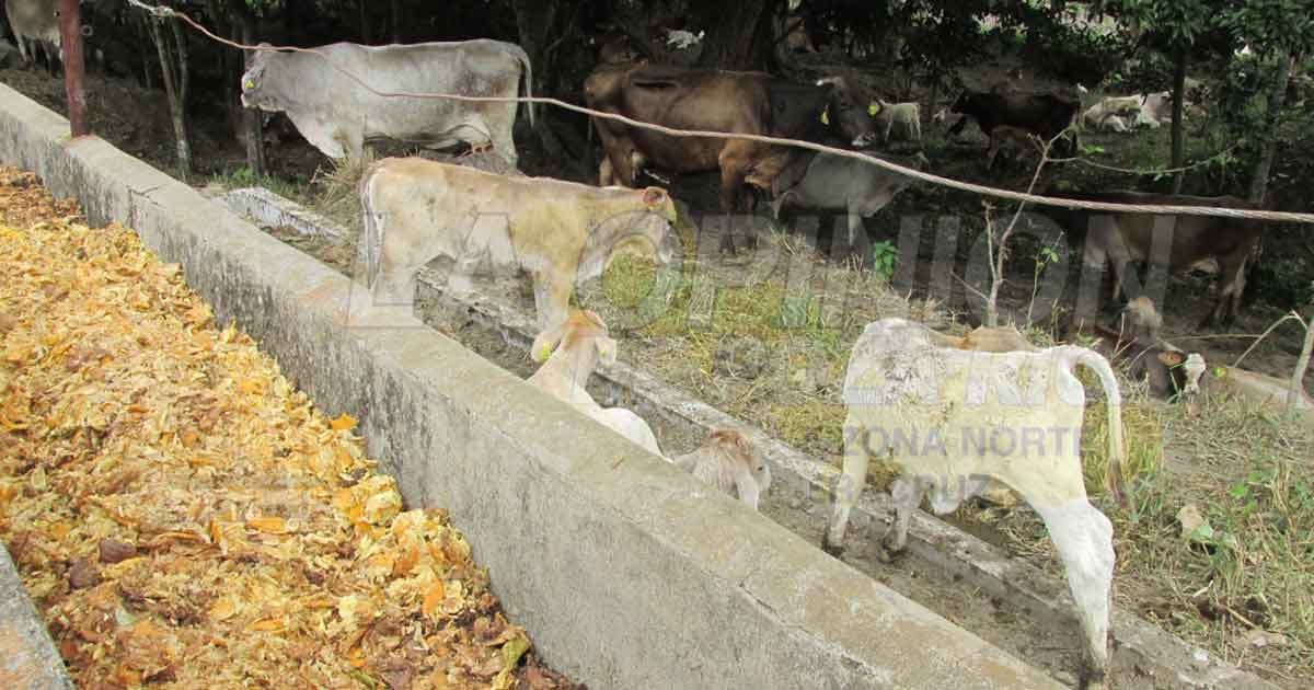 Se agudiza crisis para sector ganadero