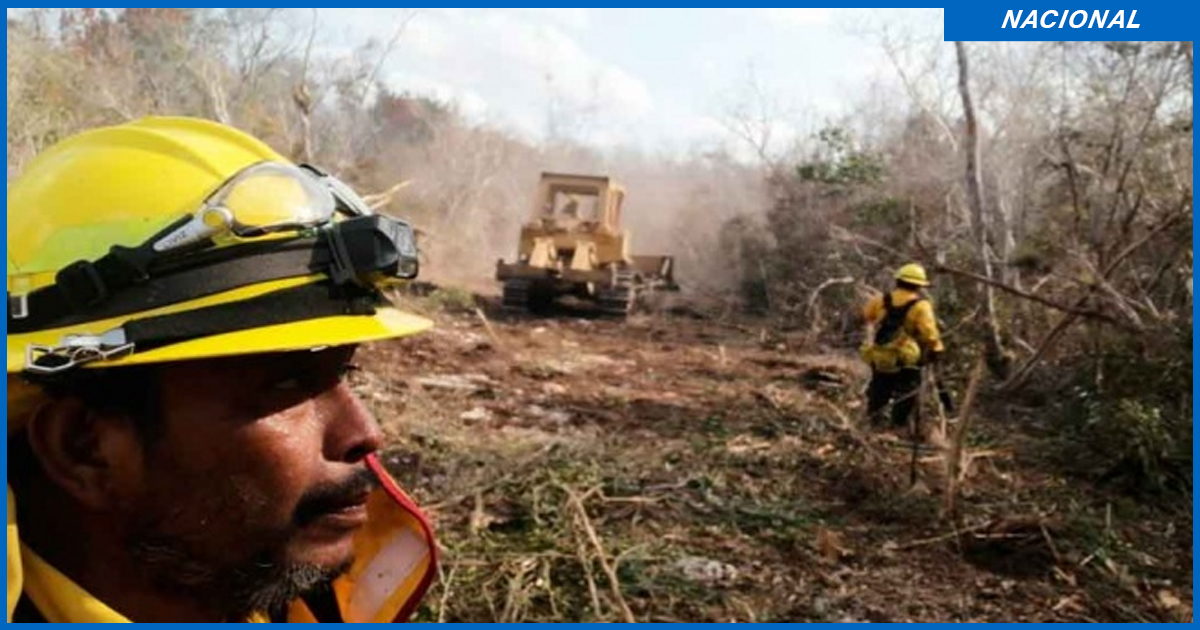 Aumentan a 13 los incendios forestales activos en Q. Roo; Oaxaca registra 13