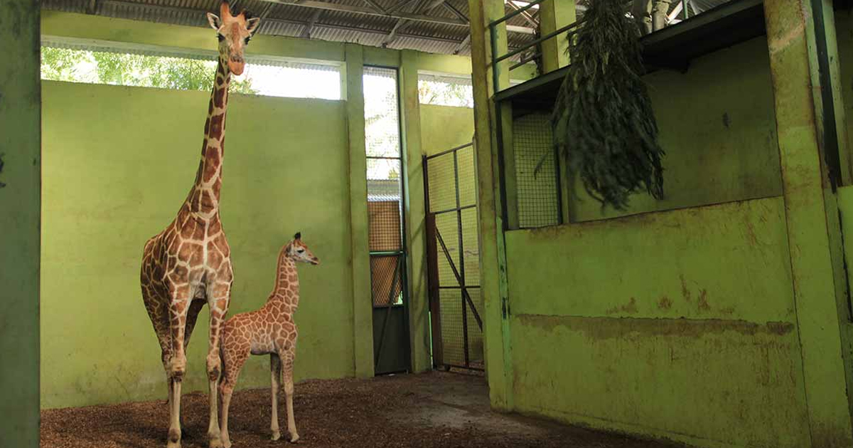 Ella es ‘Corona’, la bebé jirafa nacida en Bali durante la pandemia