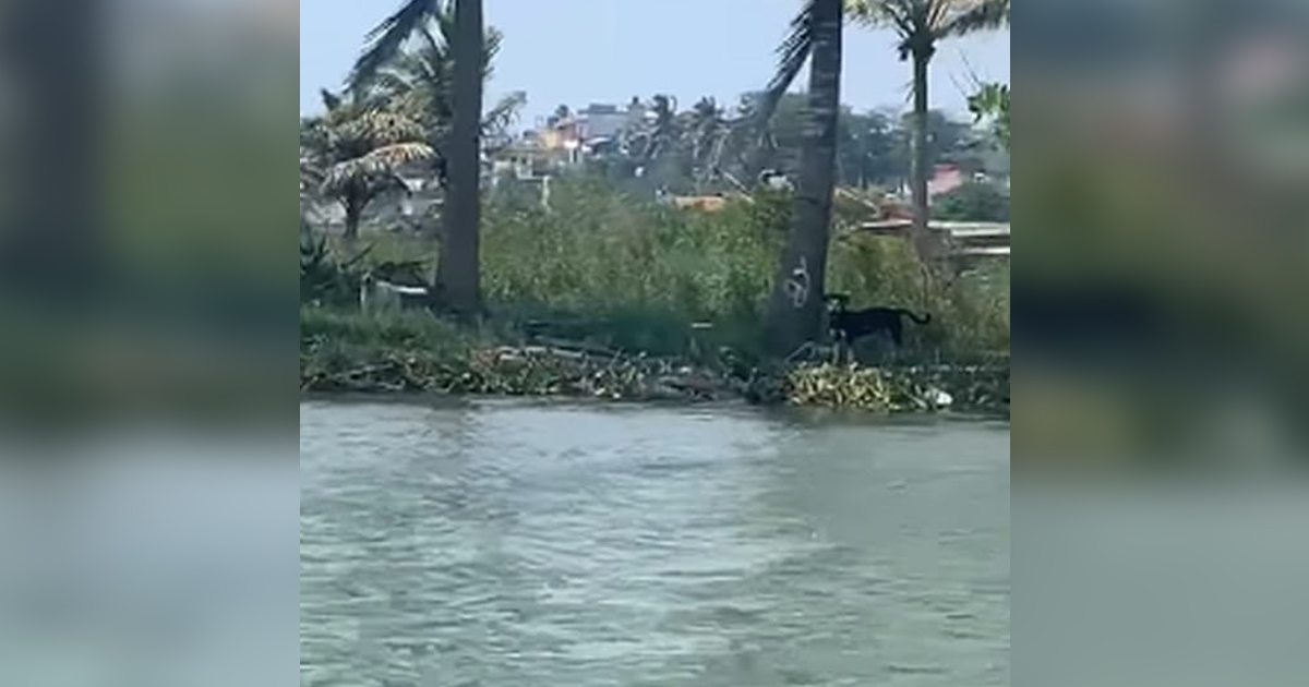 Hasta con 100 salarios mínimos la sanción por abandonar mascotas en la “Isla de los perros”