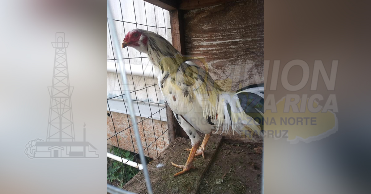 Querían apostarle a los Gallos y se roban tres