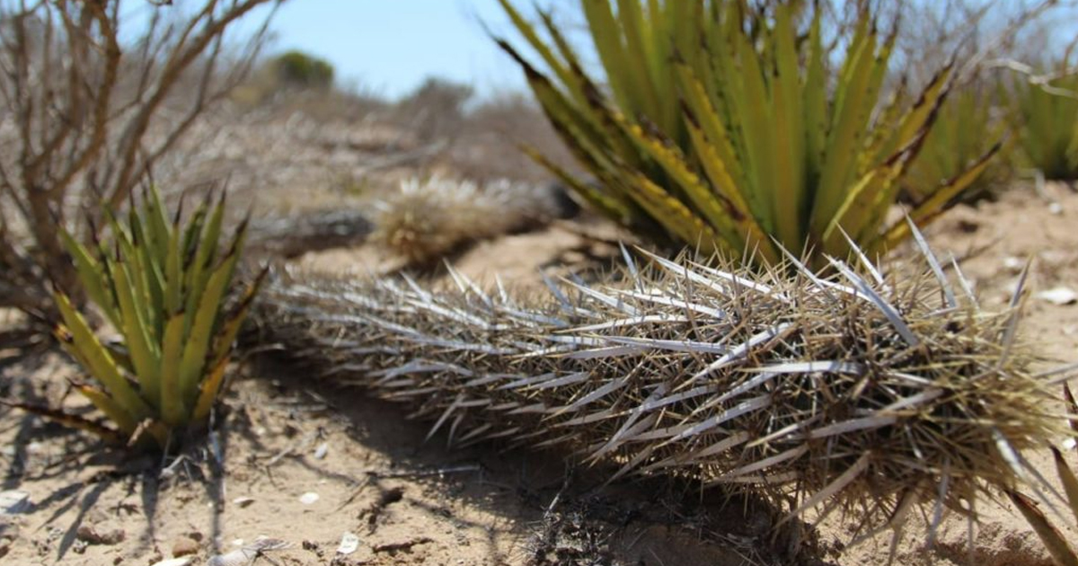 La chirinola mexicana: un cactus que camina