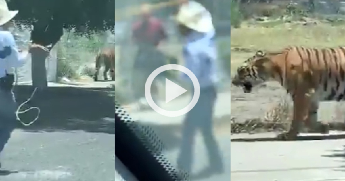 ¡Al estilo vaquero! Hombre intenta capturar a tigre con un lazo en calles de Jalisco