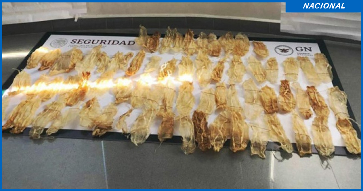 GN asegura 127 piezas de buches de totoaba en Mazatlán