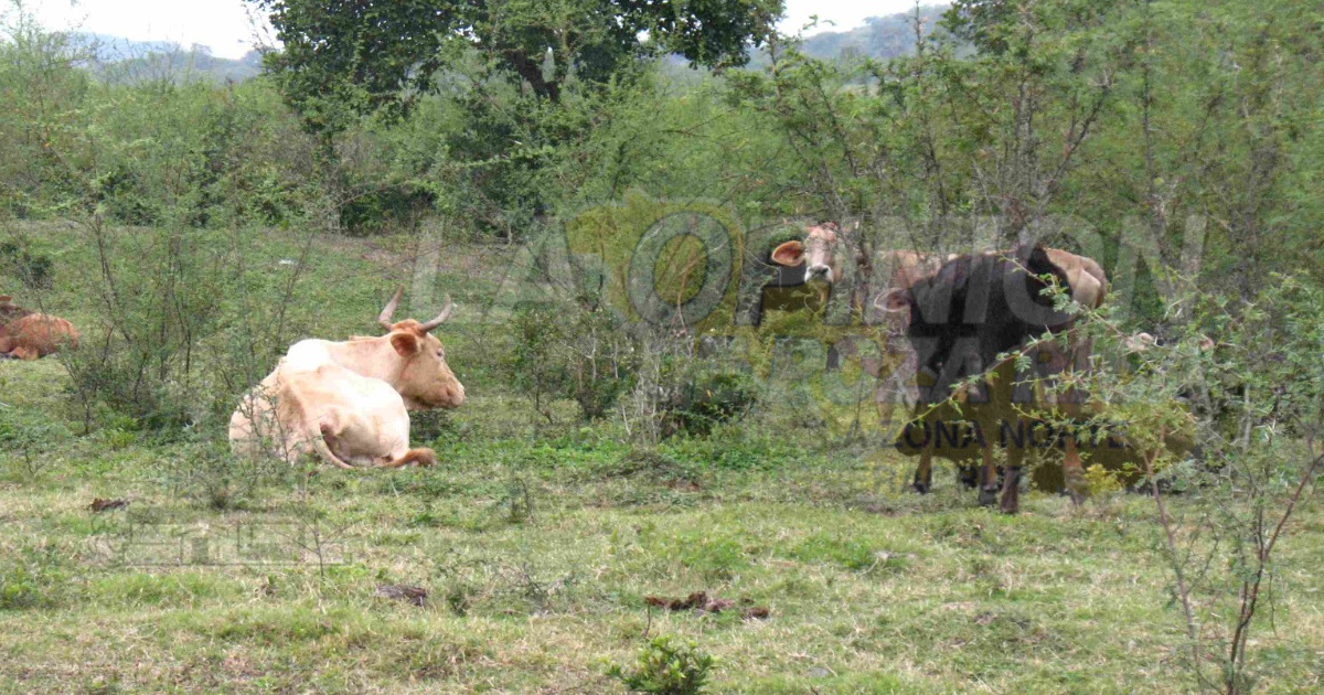 Recomiendan barrido contra tuberculosis de ganado bovino