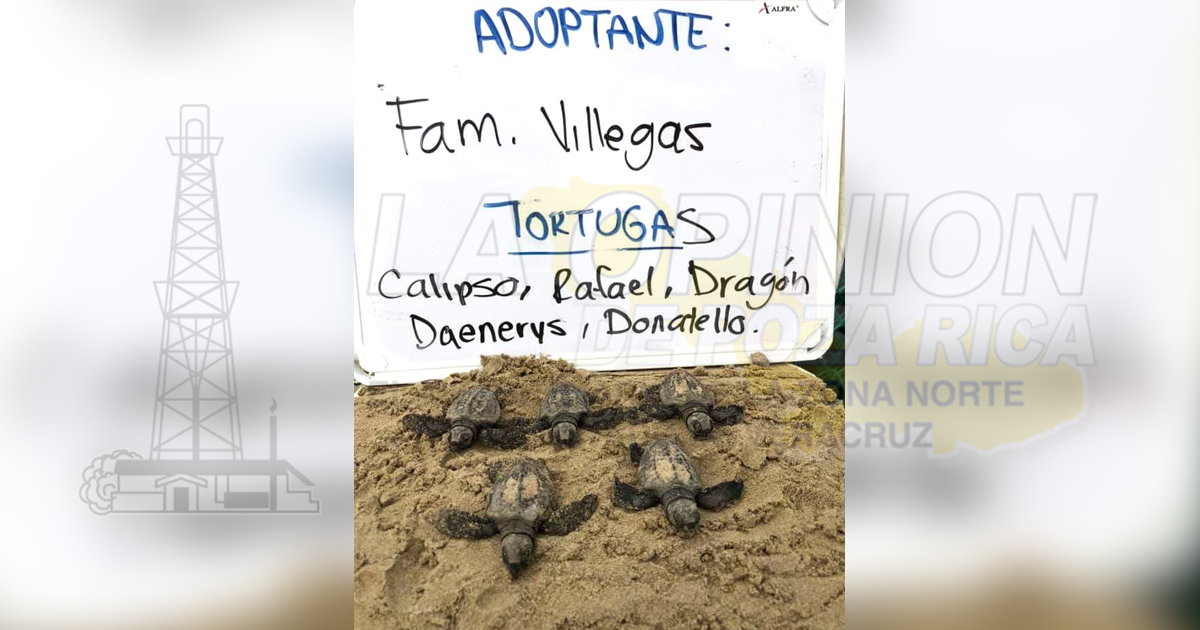 Liberan primeras crías de tortugas adoptadas