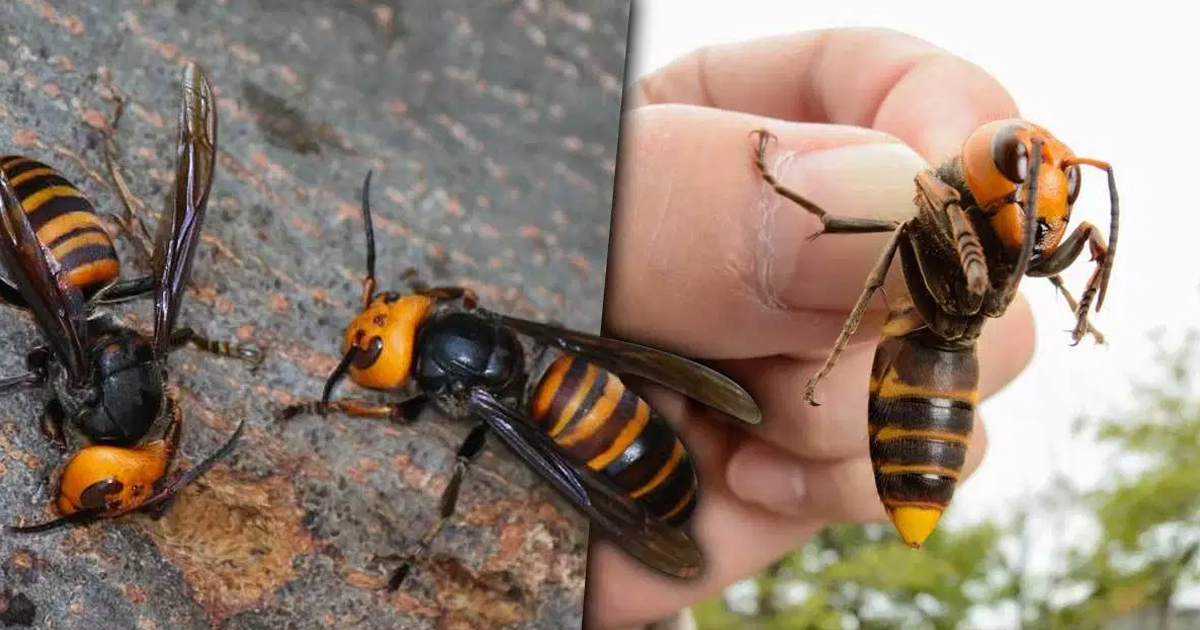 Descartan presencia de avispón gigante asiático en México