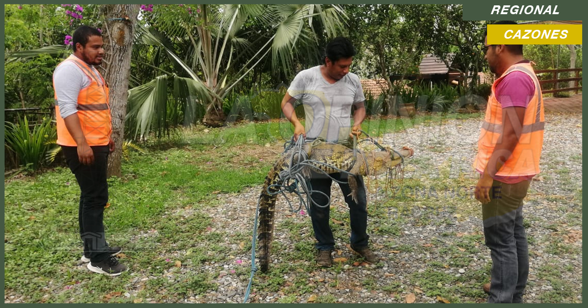 Enorme lagarto es rescatado tras hallarlo amarrado