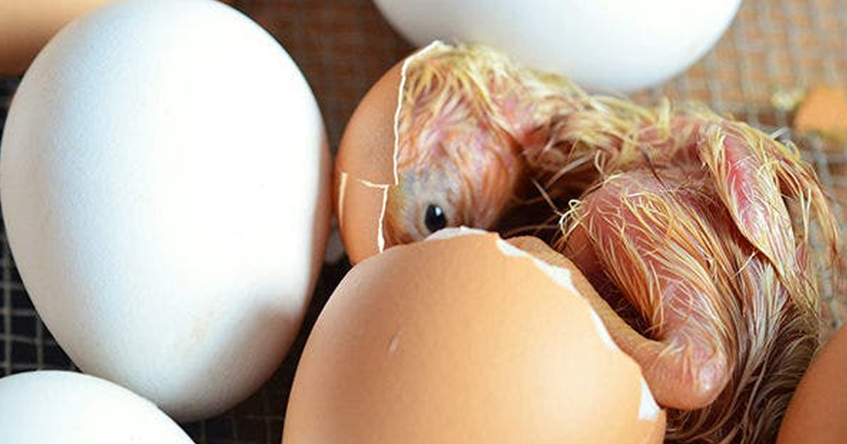 Mujer compra huevos en tienda y nota que pollito rompe el cascarón