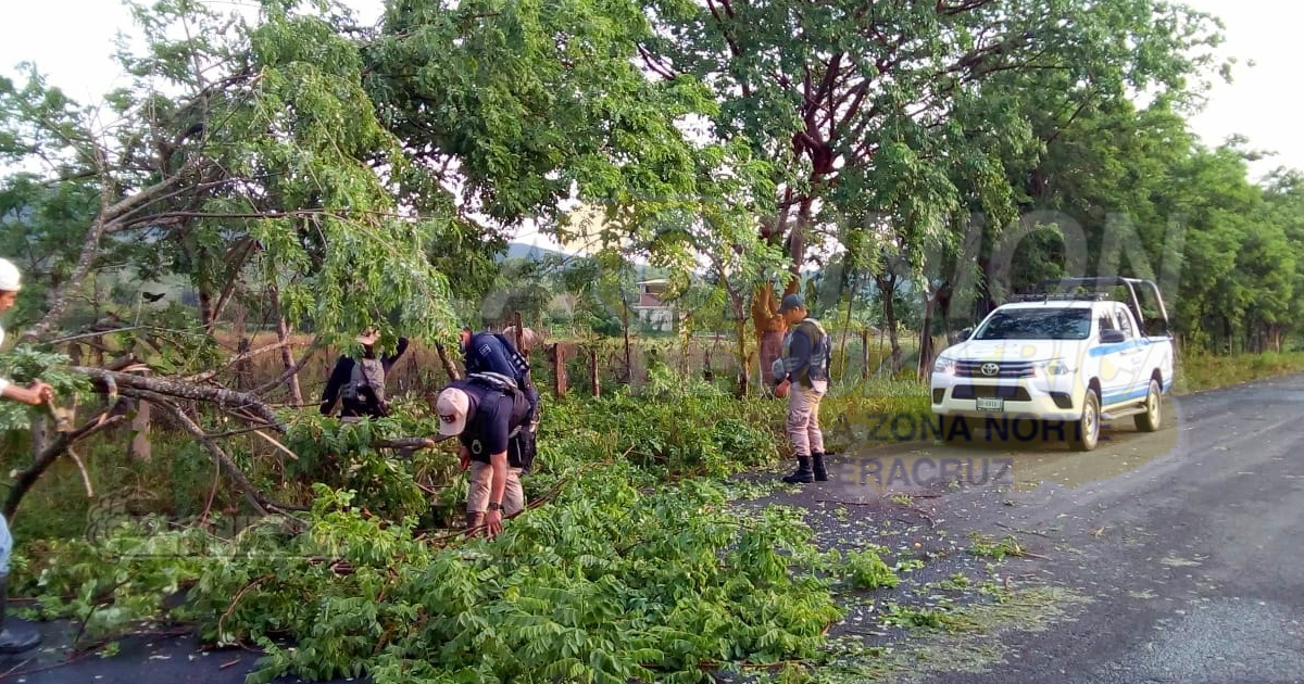 Áreas sin luz y árboles caídos