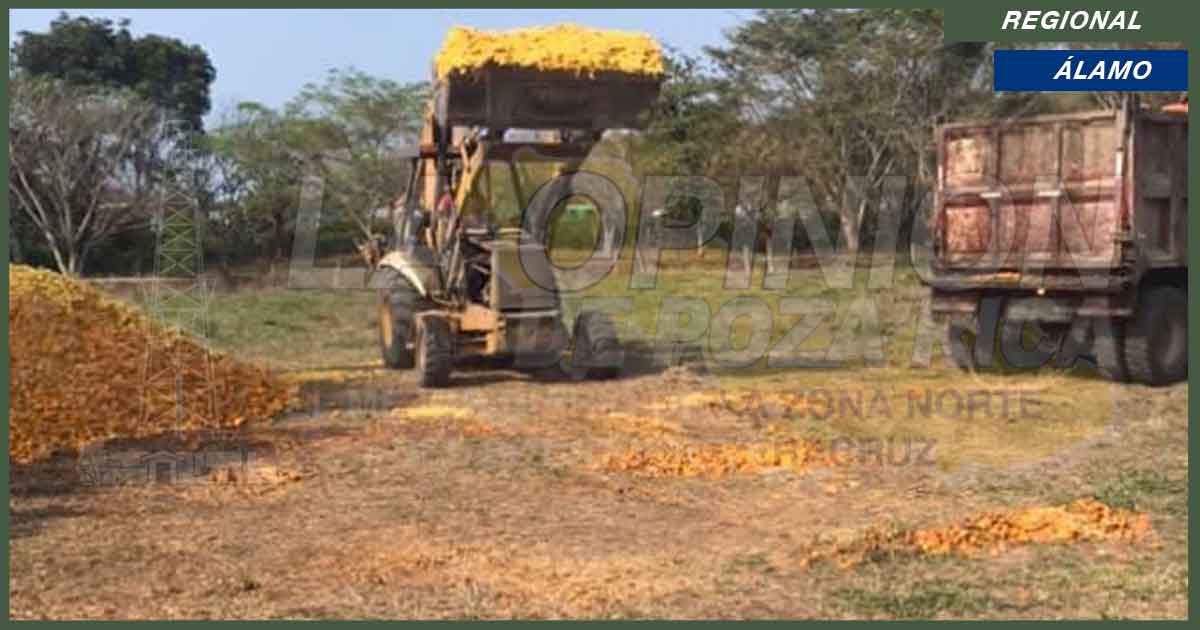 Cascara de naranja alcanza precios exorbitantes