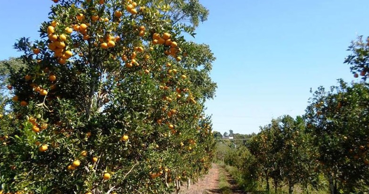 Triste panorama para productores de cítricos