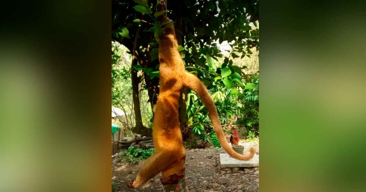 A machetazos matan un animal en peligro de extinción