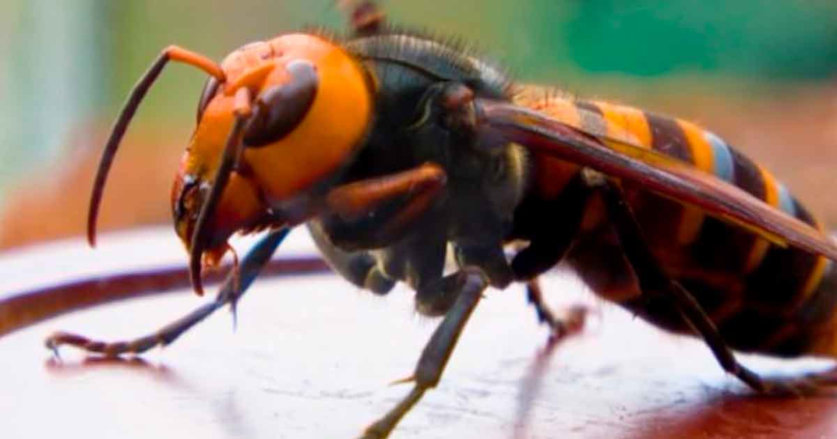 Por miedo a avispones asesinos, hacen cruel matanza de abejas en EU