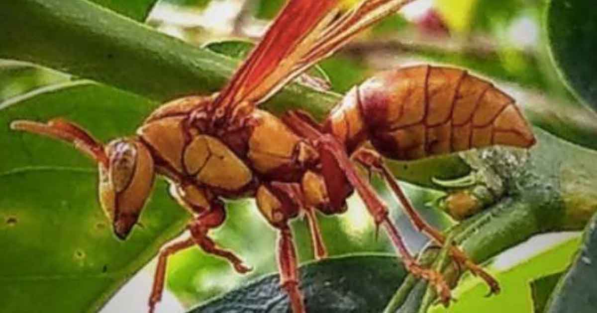 Avispa gigante aterroriza en Torreón ¿Se trata del avispón asesino?