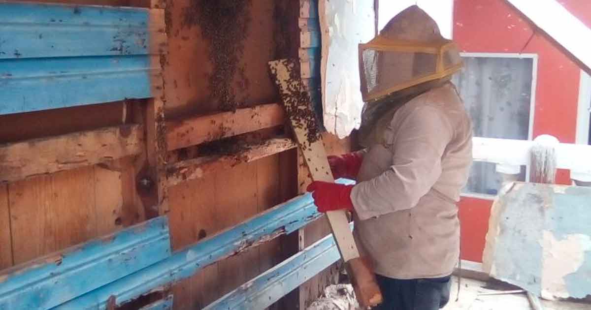 Alertan contra ataques de abejas