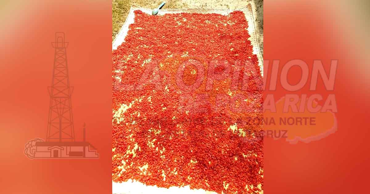 Cosecha de chile piquín en riesgo por sequía