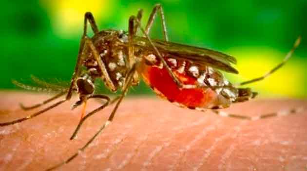 Con crisis de COVID-19: Incrementa 50 por ciento casos de dengue en México