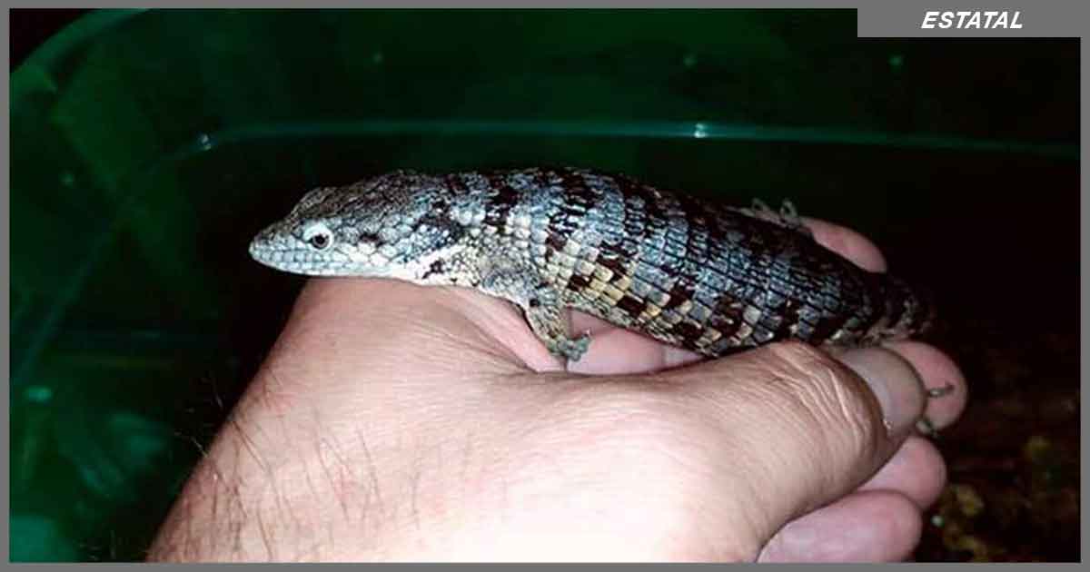 Nueva especie de lagarto, nace en cautiverio del TecNM