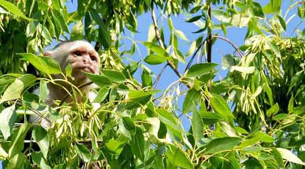 Monos roban muestras positivas de COVID-19 en India; temen más contagios