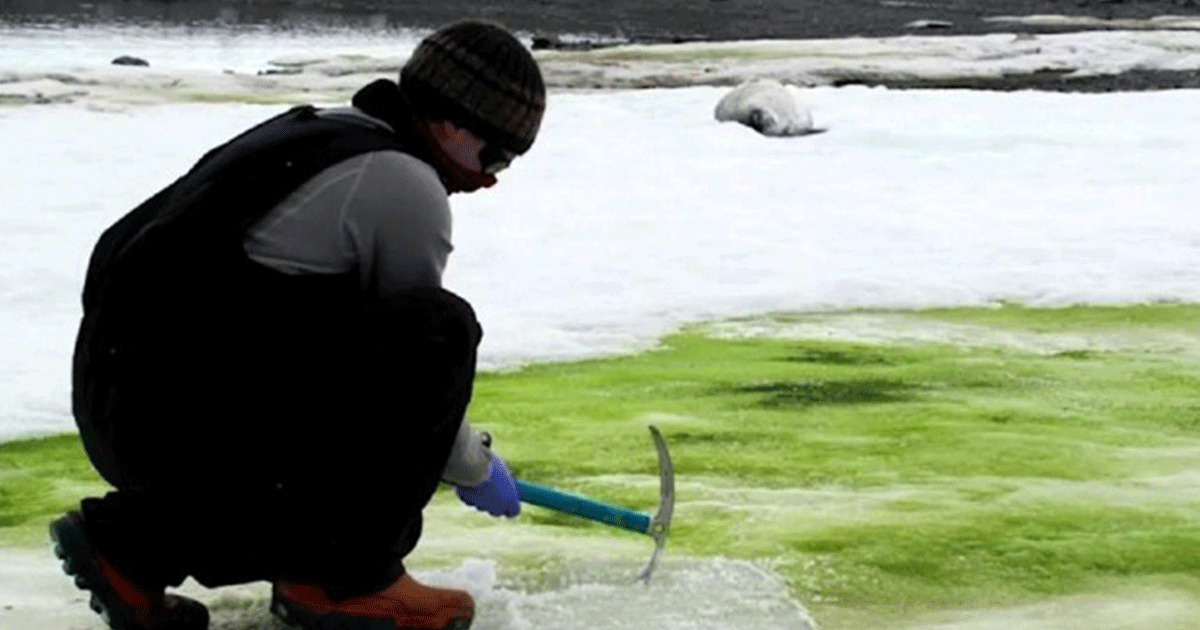 Nieve verde en la Antártida: por qué la “vida vegetal” ha puesto en alerta a científicos