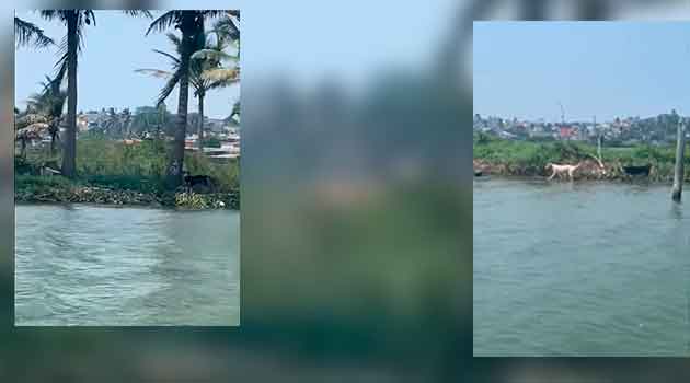 La Isla de los Perros, se convirtió en un espacio para los no queridos