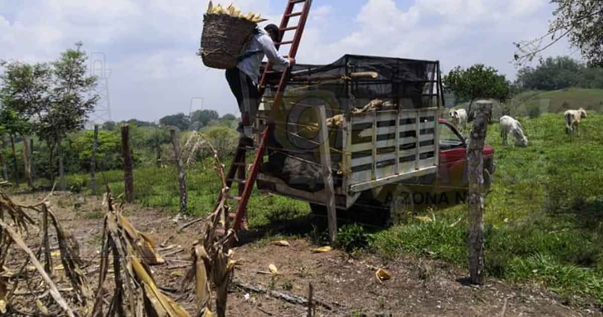Productores de Maíz y cítricos esperan que termine contingencia para recibir apoyos