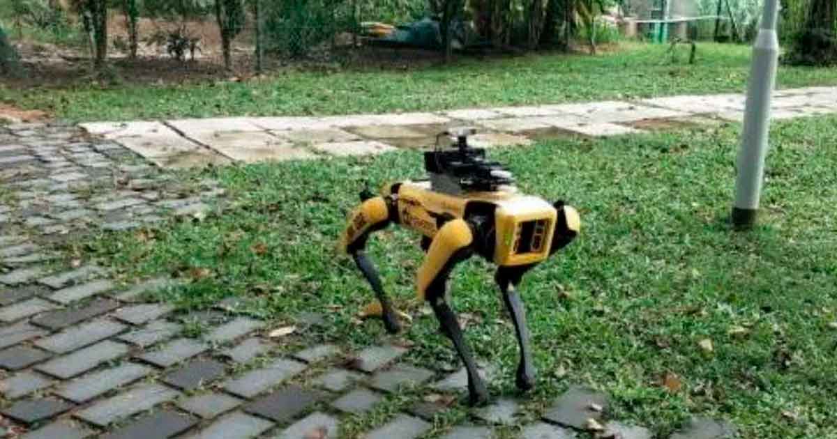 Utilizan perros robot para mantener la sana distancia en Singapur por covid-19