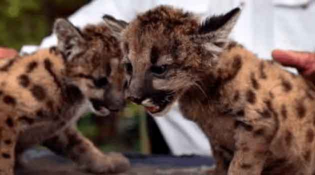 "Pandemia" y "Cuarentena" nombres de dos pumas bebé en zoológico de Veracruz