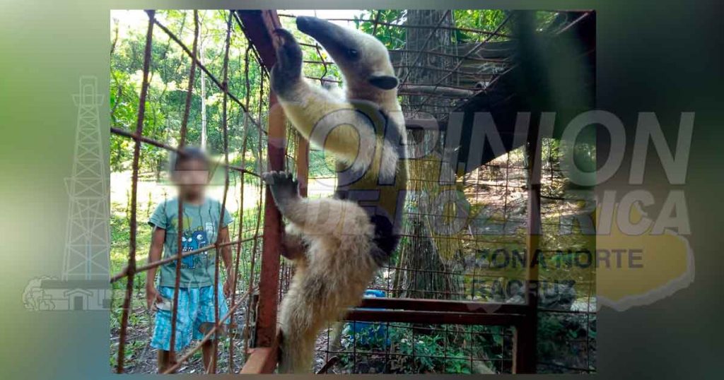 Liberan Oso Hormiguero en peligro de extinción en Zozocolco