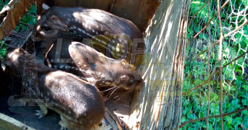 Liberan Oso Hormiguero en peligro de extinción en Zozocolco