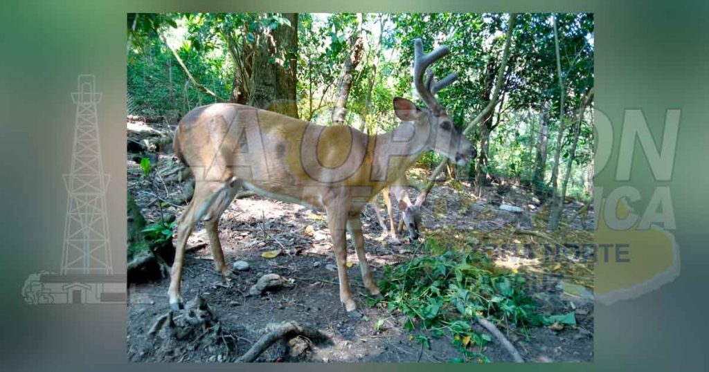 Liberan Oso Hormiguero en peligro de extinción en Zozocolco