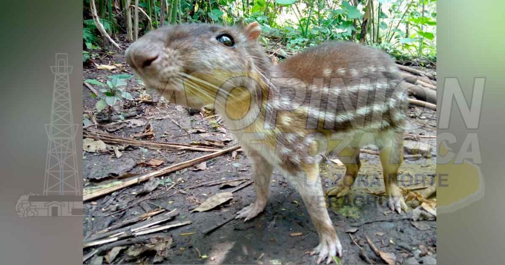 Liberan Oso Hormiguero en peligro de extinción en Zozocolco