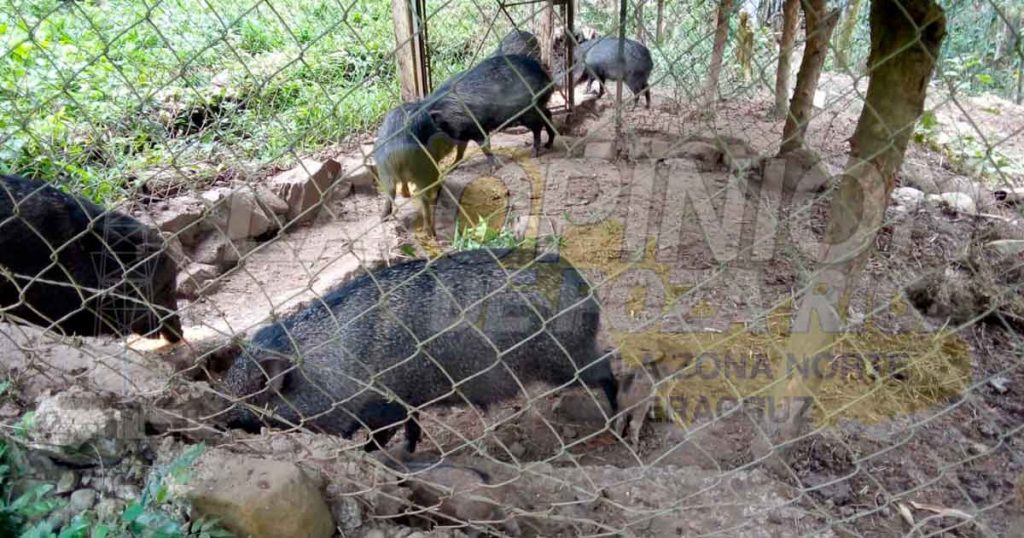 Liberan Oso Hormiguero en peligro de extinción en Zozocolco