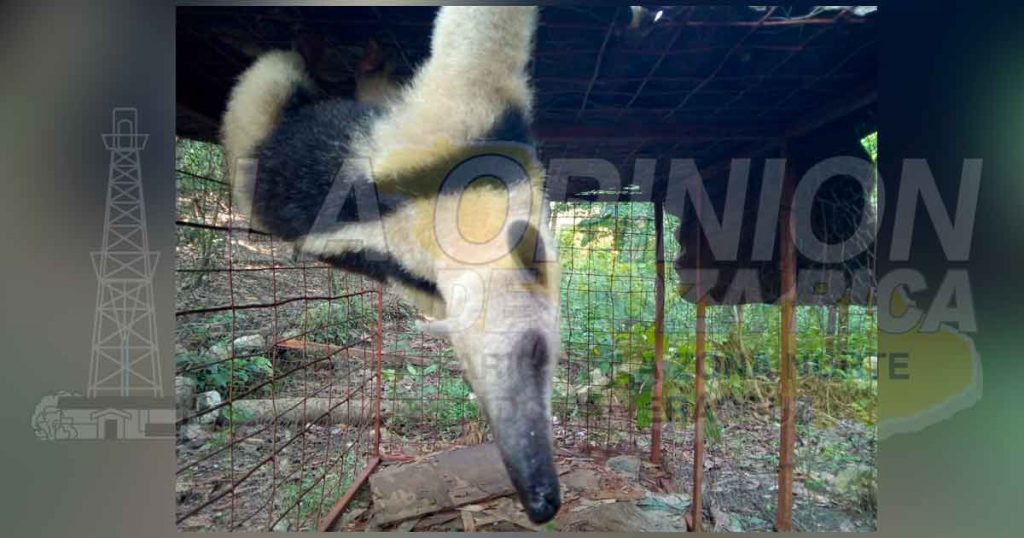 Liberan Oso Hormiguero en peligro de extinción en Zozocolco