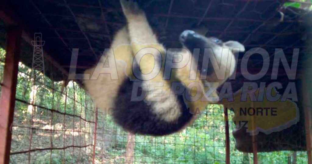 Liberan Oso Hormiguero en peligro de extinción en Zozocolco