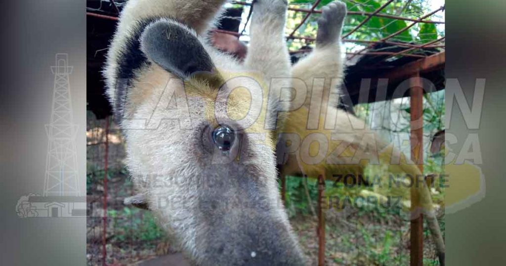Liberan Oso Hormiguero en peligro de extinción en Zozocolco