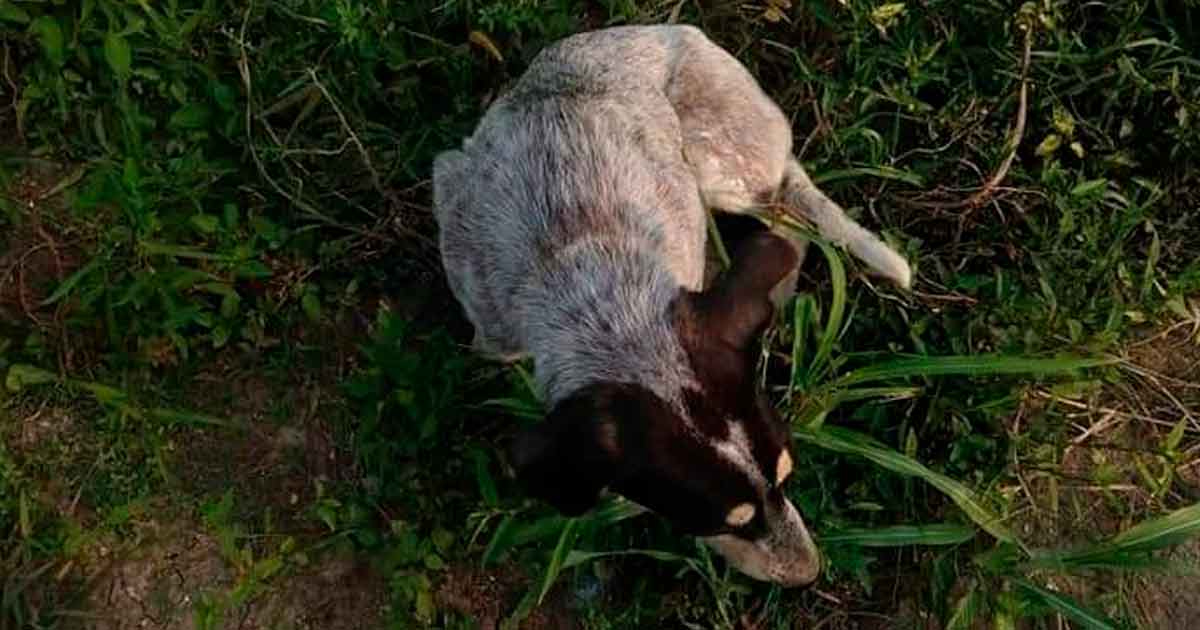 Atienden animales maltratados y abandonados en calles de Cazones
