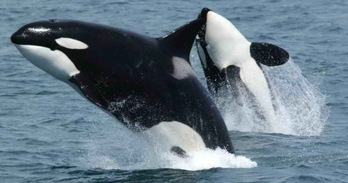Animales en peligro de extinción ¡alarmante, serán 9 especies!