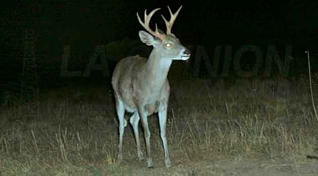 Aumenta caza ilegal de venados