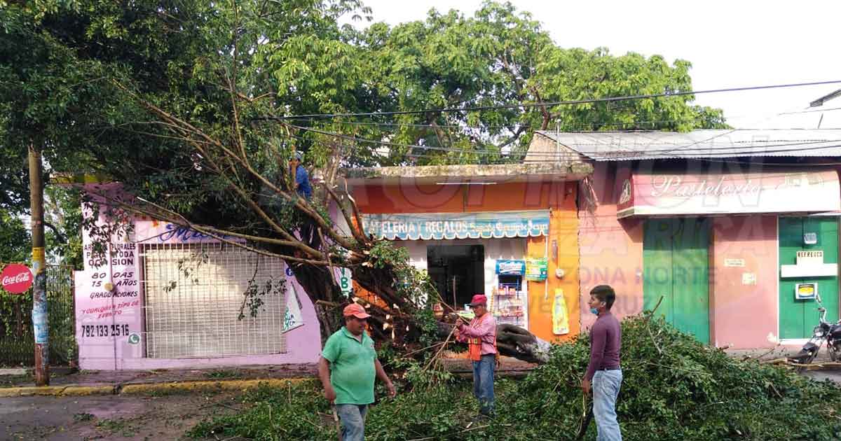 Caen árboles por ráfagas de viento tras el paso de turbonada en Coatzintal