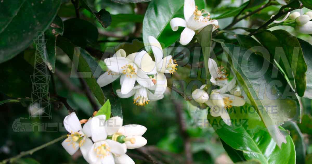 Preocupa incidencia de diaforina citri