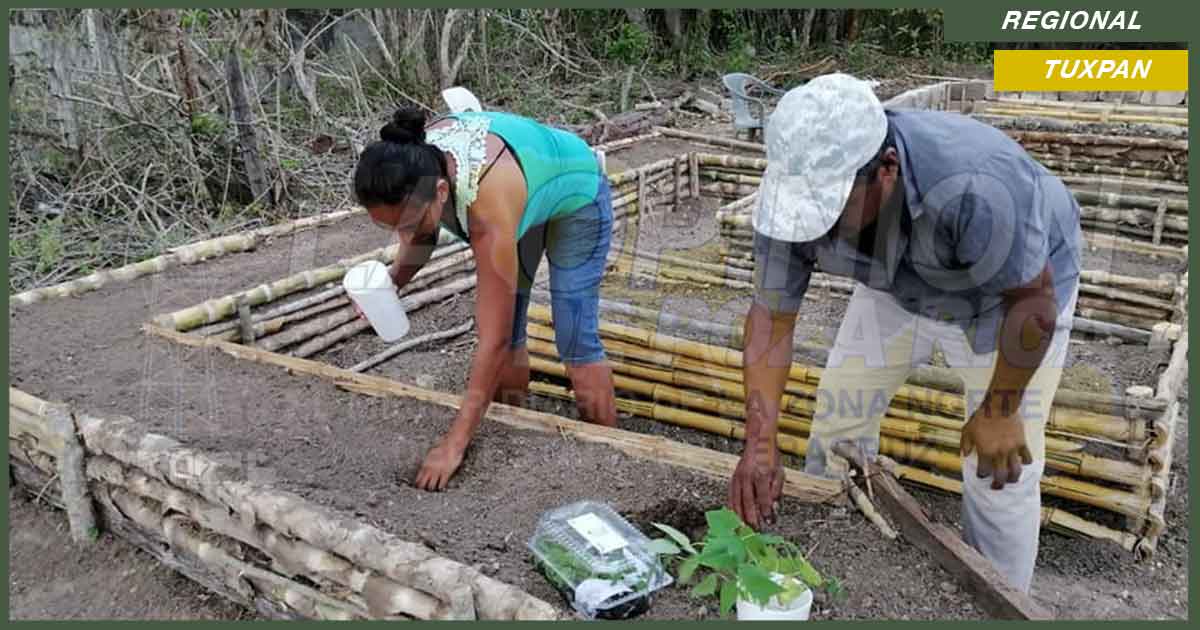 Manos a las huertas; siembran más de 60 mil plantitas en Tuxpan
